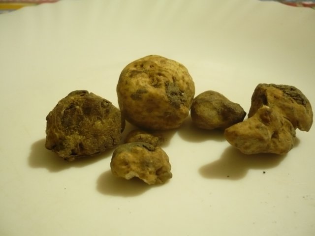 pico 2011 1